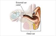 پاورپوینت آناتومی و فیزیولوژی گوش داخلی