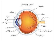 تحقیق آناتومی فيزيولوژي چشم انسان